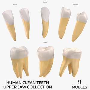 3D model Human Clean Teeth Upper Jaw Collection - 8  models