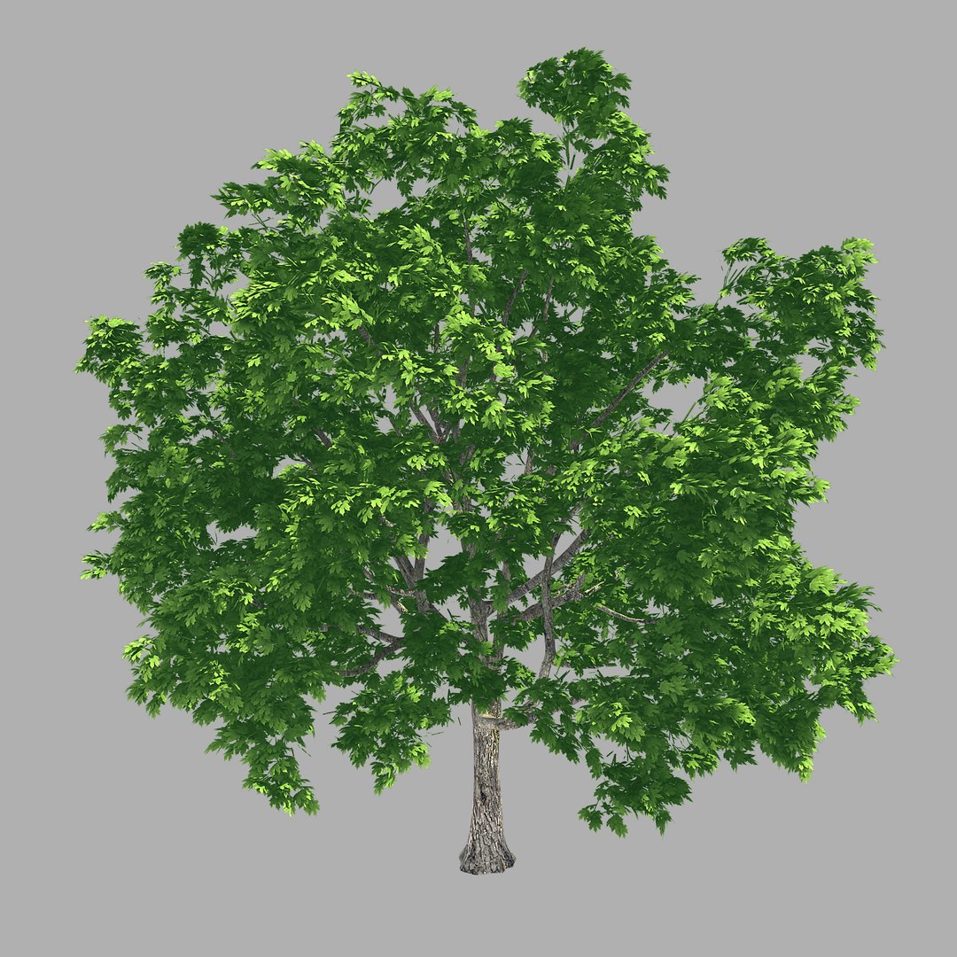 3d forest - lime tree https://p.turbosquid.