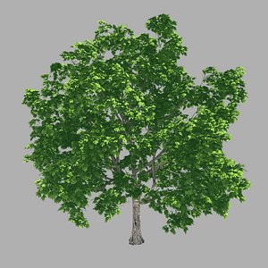 3D forest - lime tree