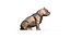 American Bully low poly