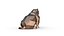 American Bully low poly