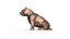 American Bully low poly