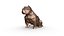 American Bully low poly