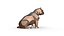 American Bully low poly