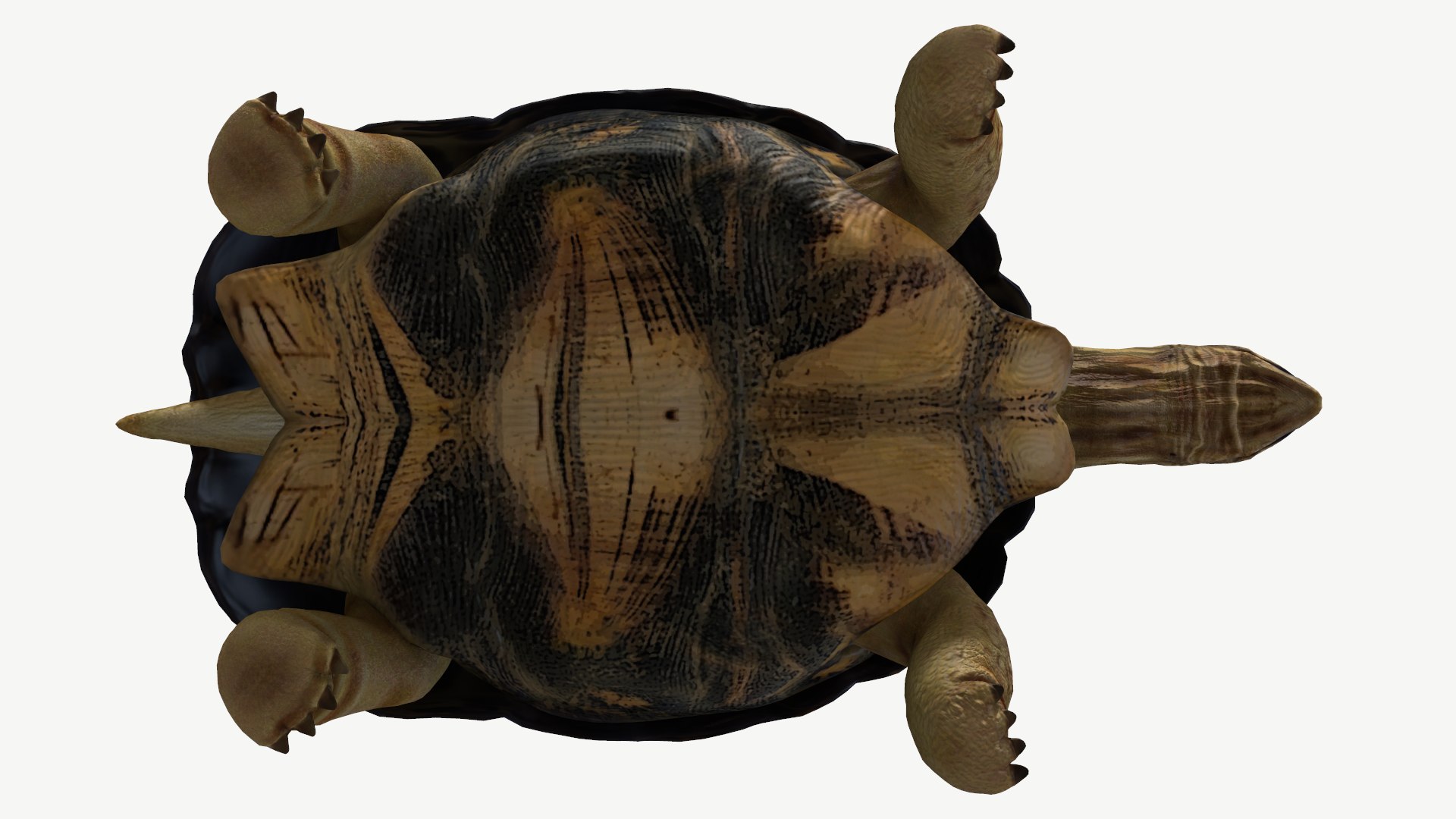 radiated tortoise obj https://p.turbosquid.com/ts-thumb/B1/yeVWfa/1y/6/png/1728452677/1920x1080/fit_q87/a6536ef7276420652cca8e9354174c9d5fbe337b/6.jpg