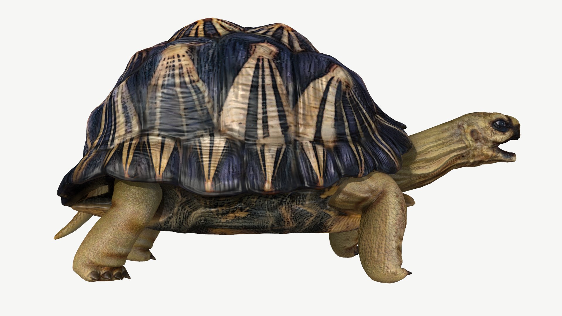 radiated tortoise obj https://p.turbosquid.com/ts-thumb/B1/yeVWfa/Jc/2/png/1728452673/1920x1080/fit_q87/d7ae9bf3af3c8aa9c93f4de55dbd1f5a27d18b00/2.jpg