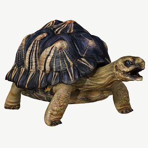 Radiated Tortoise