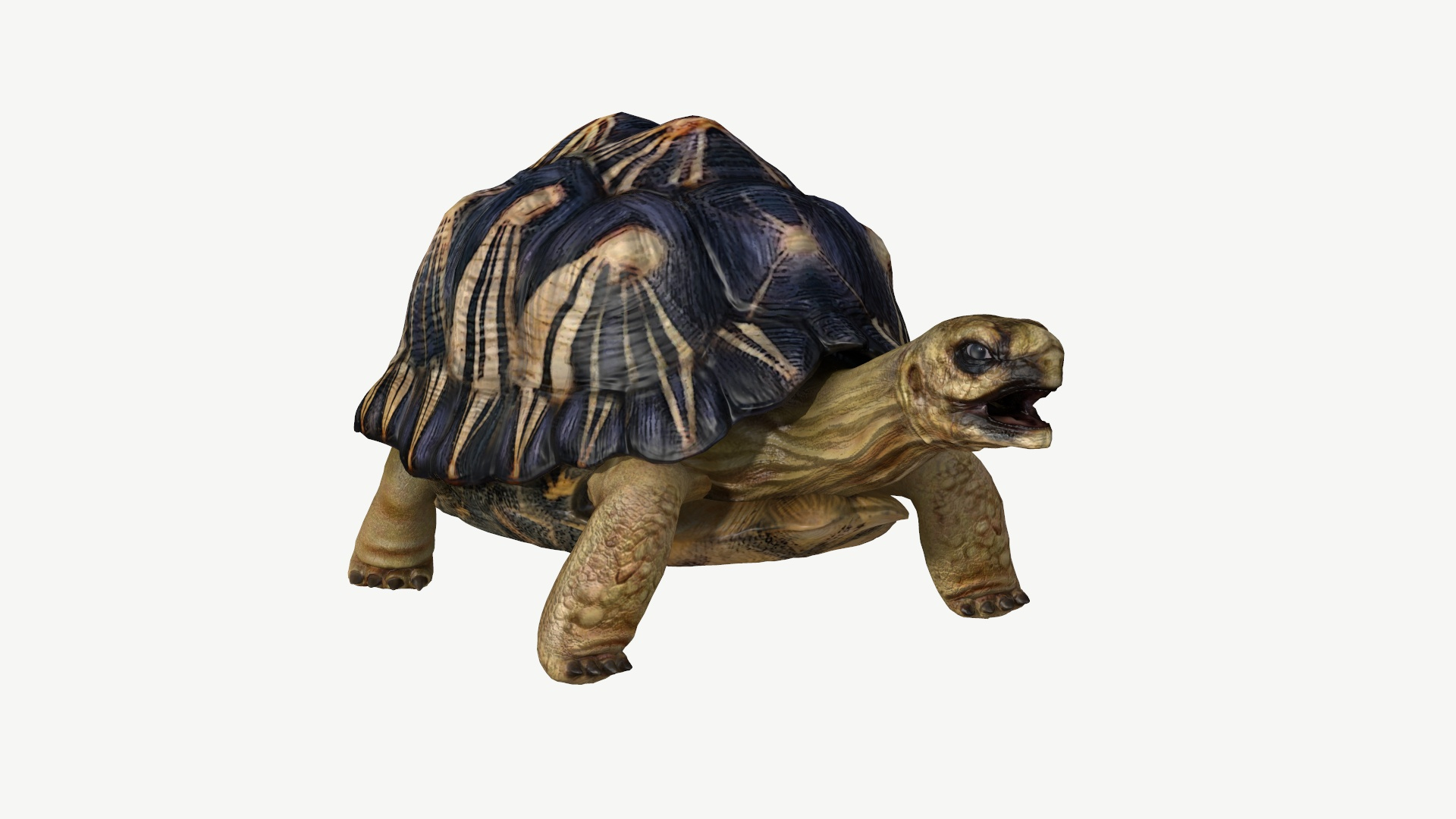 radiated tortoise obj https://p.turbosquid.com/ts-thumb/B1/yeVWfa/bI/raidatedtortoise/jpg/1728452723/1920x1080/turn_fit_q99/f70677e994017f14462cb384f74e1a831b7a03d2/raidatedtortoise-1.jpg