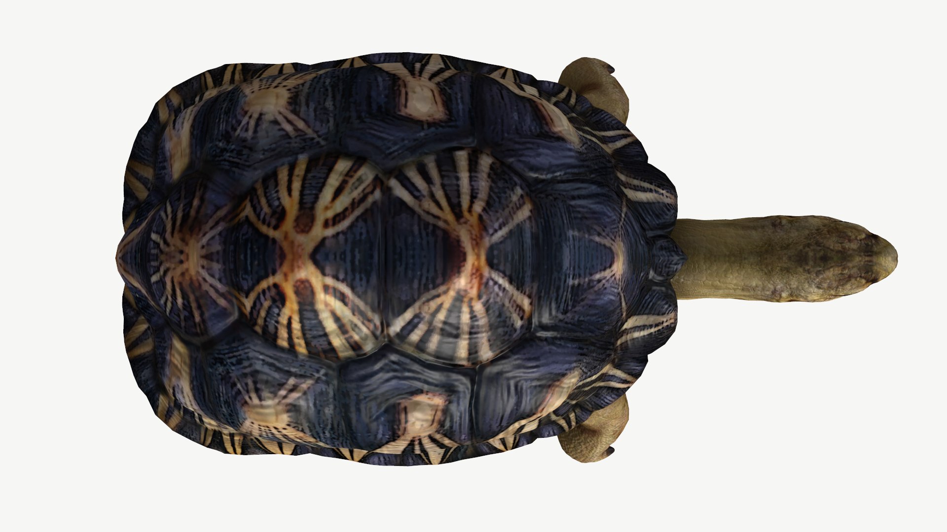 radiated tortoise obj https://p.turbosquid.com/ts-thumb/B1/yeVWfa/bO/4/png/1728452675/1920x1080/fit_q87/18b087e57871670fe515328f5e68e590c156a0ee/4.jpg