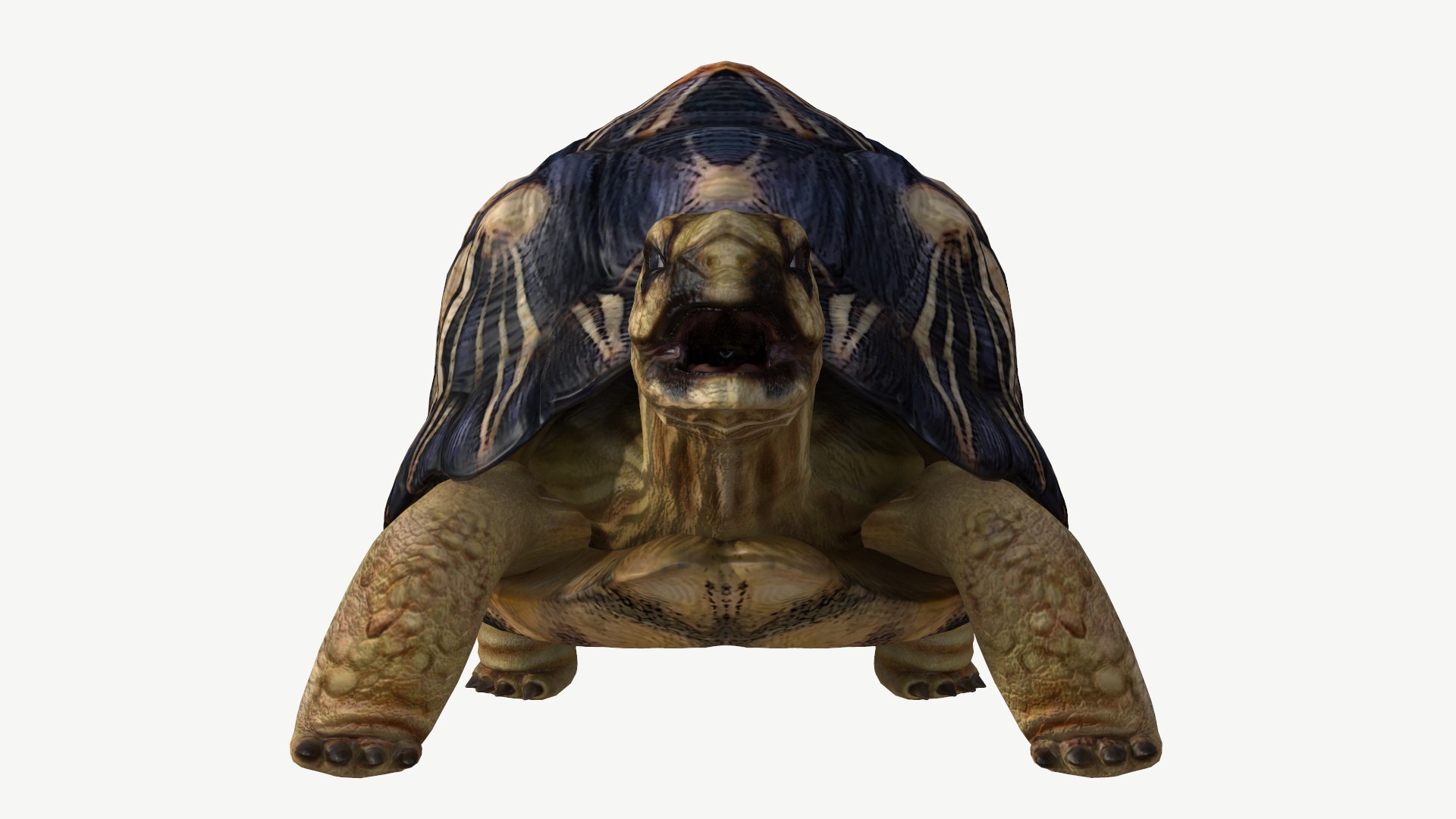 radiated tortoise obj https://p.turbosquid.com/ts-thumb/B1/yeVWfa/kz/5/png/1728452676/1920x1080/fit_q87/6c89f5b52bde5b2d2172e76b6cb9ce78f004e828/5.jpg