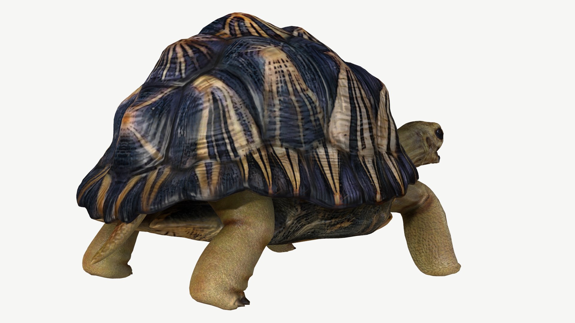 radiated tortoise obj https://p.turbosquid.com/ts-thumb/B1/yeVWfa/yD/3/png/1728452674/1920x1080/fit_q87/8fea9dc79547d1bc73fb352d719b8beb1789e700/3.jpg