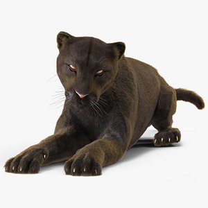 Black Panther Lying Down Fur