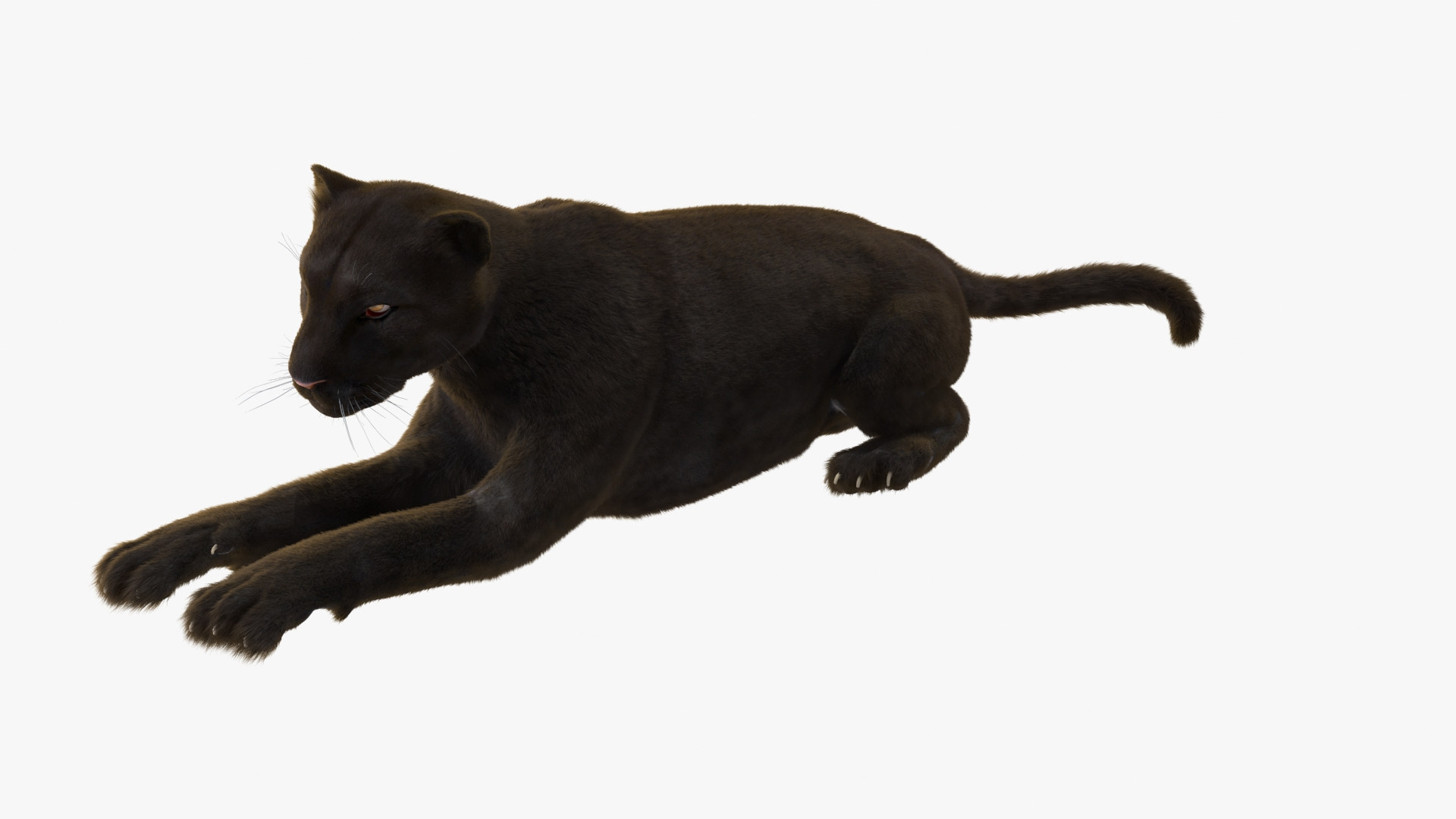 Black Panther Lying Down Fur 3D TurboSquid 2210646