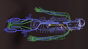 Human venous system schematic 3D