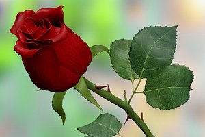 3d c4d red rose