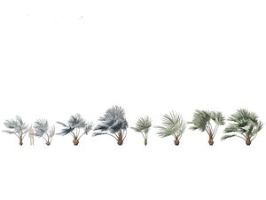 3D Bismarckia nobilis - Silver Bismarck Palm 02