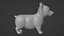 Corgi dog