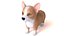 Corgi dog