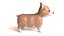 Corgi dog