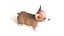Corgi dog
