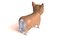 Corgi dog