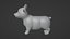 Corgi dog
