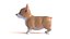 Corgi dog