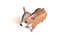 Corgi dog