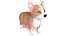 Corgi dog