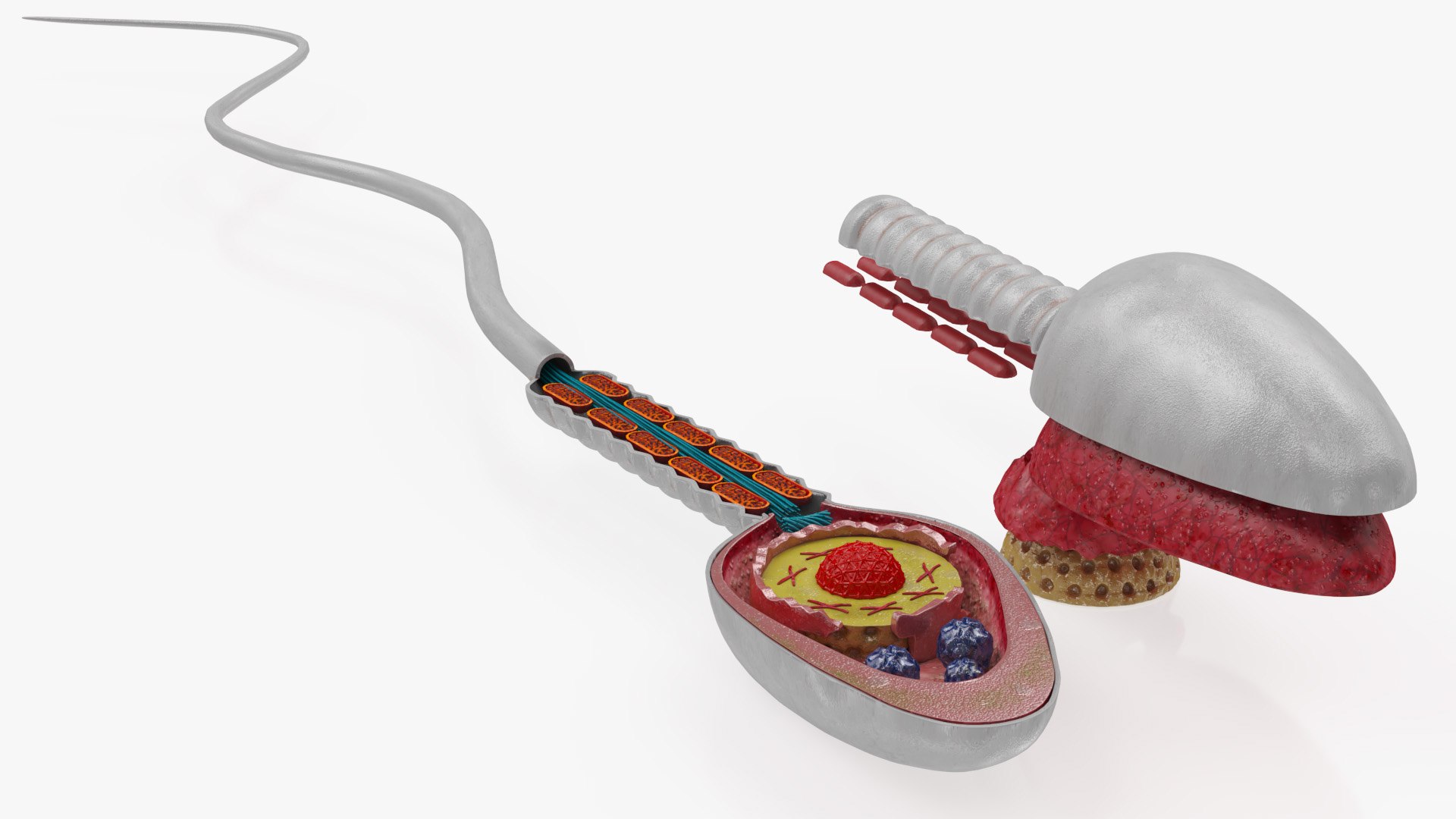 Animated Sperm Cell model https://p.turbosquid.com/ts-thumb/B2/LZi1Oh/4T/a0000copy/jpg/1666169525/1920x1080/fit_q87/ee7fbbb3e5211545bb9d4e5ab7f86343aaca4319/a0000copy.jpg