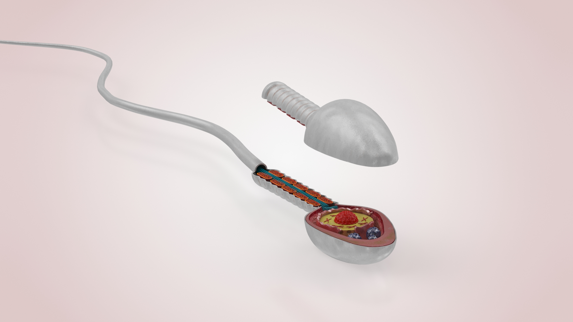 Animated Sperm Cell Model TurboSquid 1975561