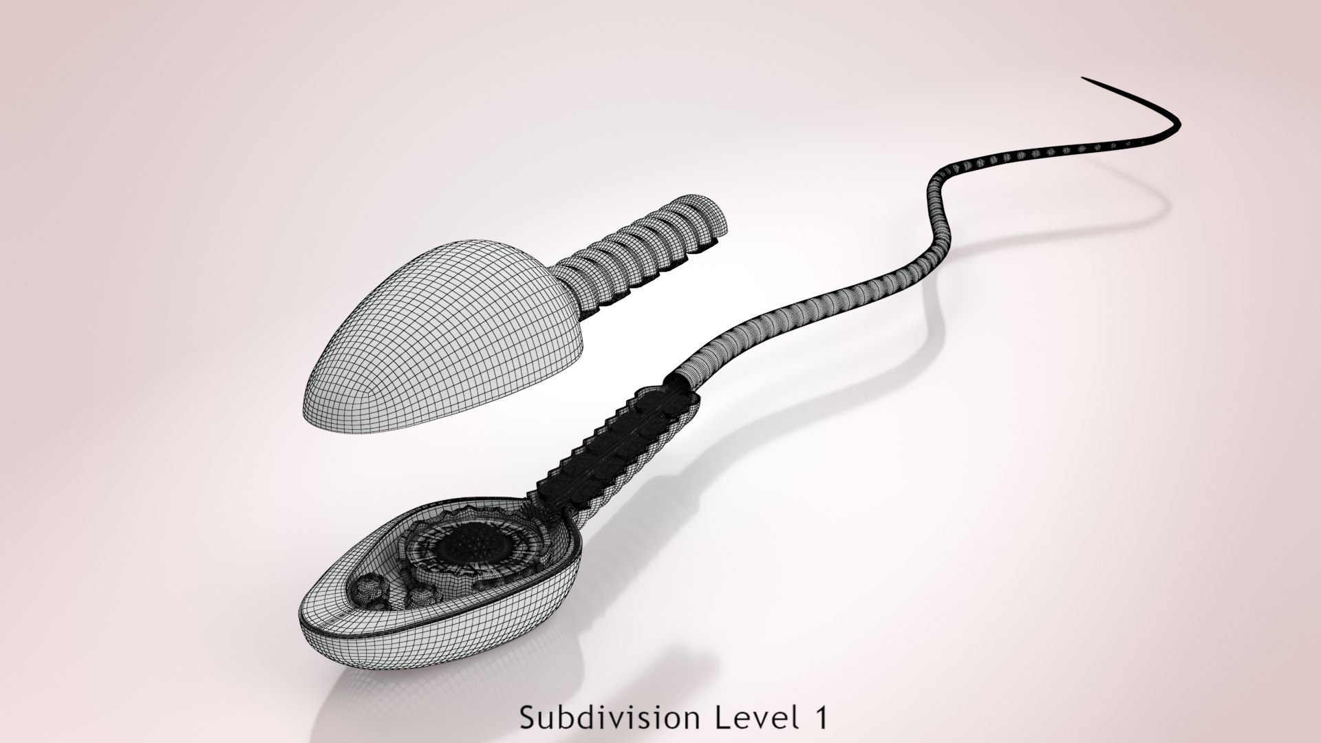 Animated Sperm Cell model https://p.turbosquid.com/ts-thumb/B2/LZi1Oh/BA/ww00002/jpg/1666169538/1920x1080/fit_q87/2015832db2b82fc8c173b034d3f746a1a7a3a82e/ww00002.jpg