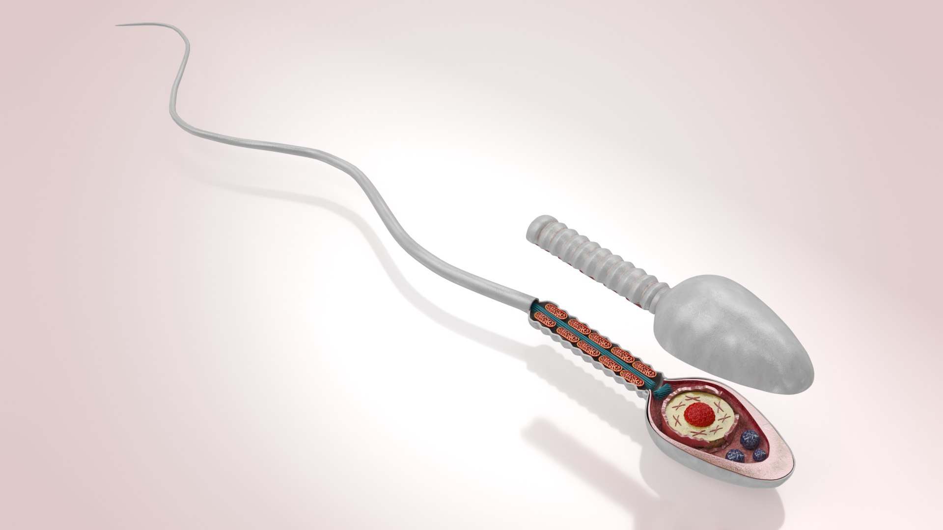 Animated Sperm Cell model https://p.turbosquid.com/ts-thumb/B2/LZi1Oh/Bl/b0007copy/jpg/1666169451/1920x1080/fit_q87/ad302dabe76e7b00eab2ffe1b302c1a1e945c887/b0007copy.jpg