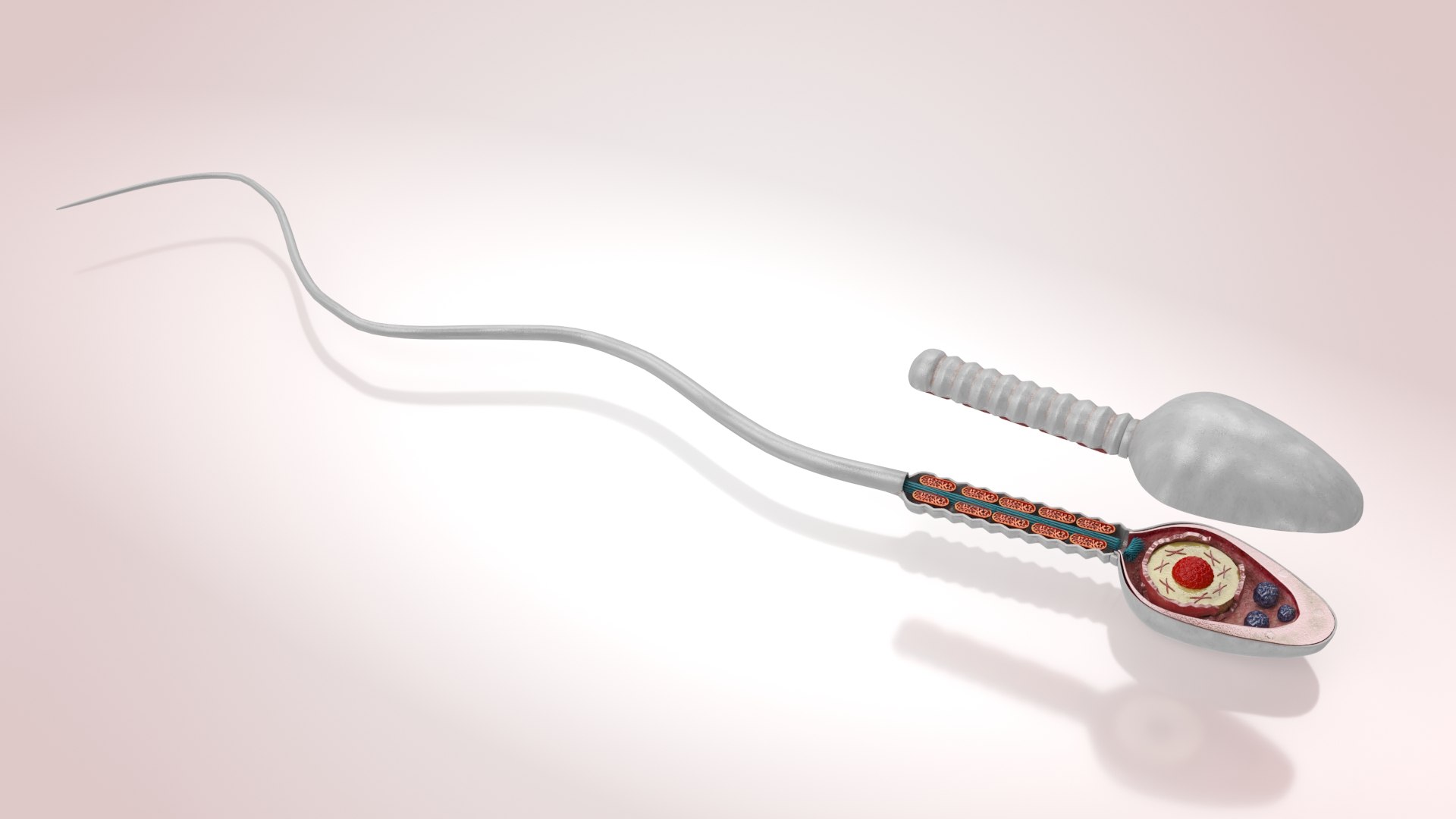Animated Sperm Cell model https://p.turbosquid.com/ts-thumb/B2/LZi1Oh/Dn/b0003copy/jpg/1666169415/1920x1080/fit_q87/66551444312186f77c2d18ce13c5aba13fcbe67c/b0003copy.jpg