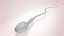 Animated Sperm Cell model