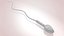 Animated Sperm Cell model