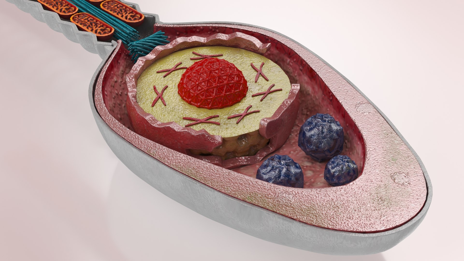 Animated Sperm Cell model https://p.turbosquid.com/ts-thumb/B2/LZi1Oh/SF/b0006copy/jpg/1666169439/1920x1080/fit_q87/f2f3776b656992fc6a4f0b26cb9899ec89aa5509/b0006copy.jpg