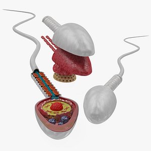 Animated Sperm Cell model