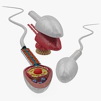 Animated Sperm Cell