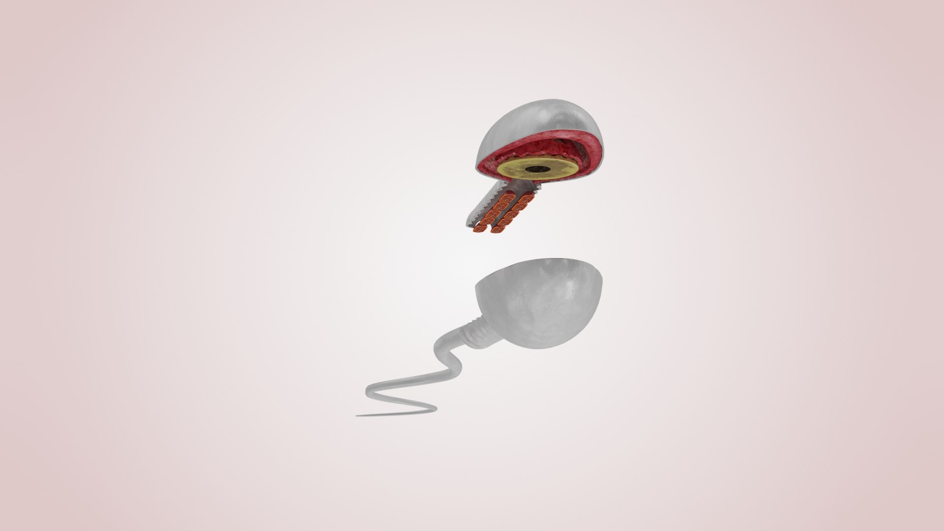 Animated Sperm Cell model https://p.turbosquid.com/ts-thumb/B2/LZi1Oh/n4/b0004copy/jpg/1666169422/1920x1080/fit_q87/509cd617d105407ee6e1ec8f2f1a8f9d1ae39cf4/b0004copy.jpg