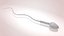 Animated Sperm Cell model