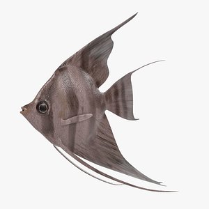 3ds max pterophyllum altum