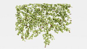 3D IVY PLANT