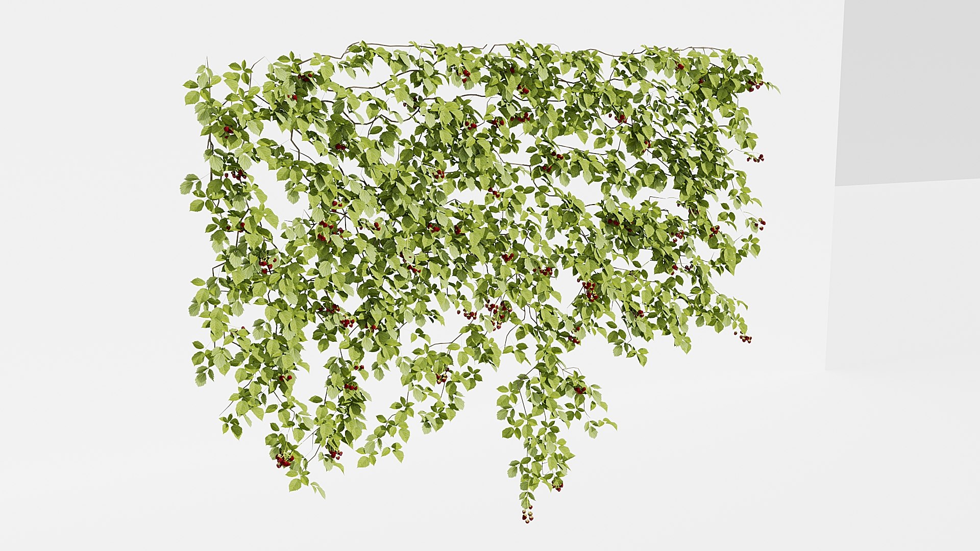 3D IVY PLANT https://p.turbosquid.com/ts-thumb/B2/h5kRSf/hX/10/jpg/1786359191/1920x1080/fit_q87/eb7a7679e2be1c3e4008cd8c943514f4f490372c/10.jpg