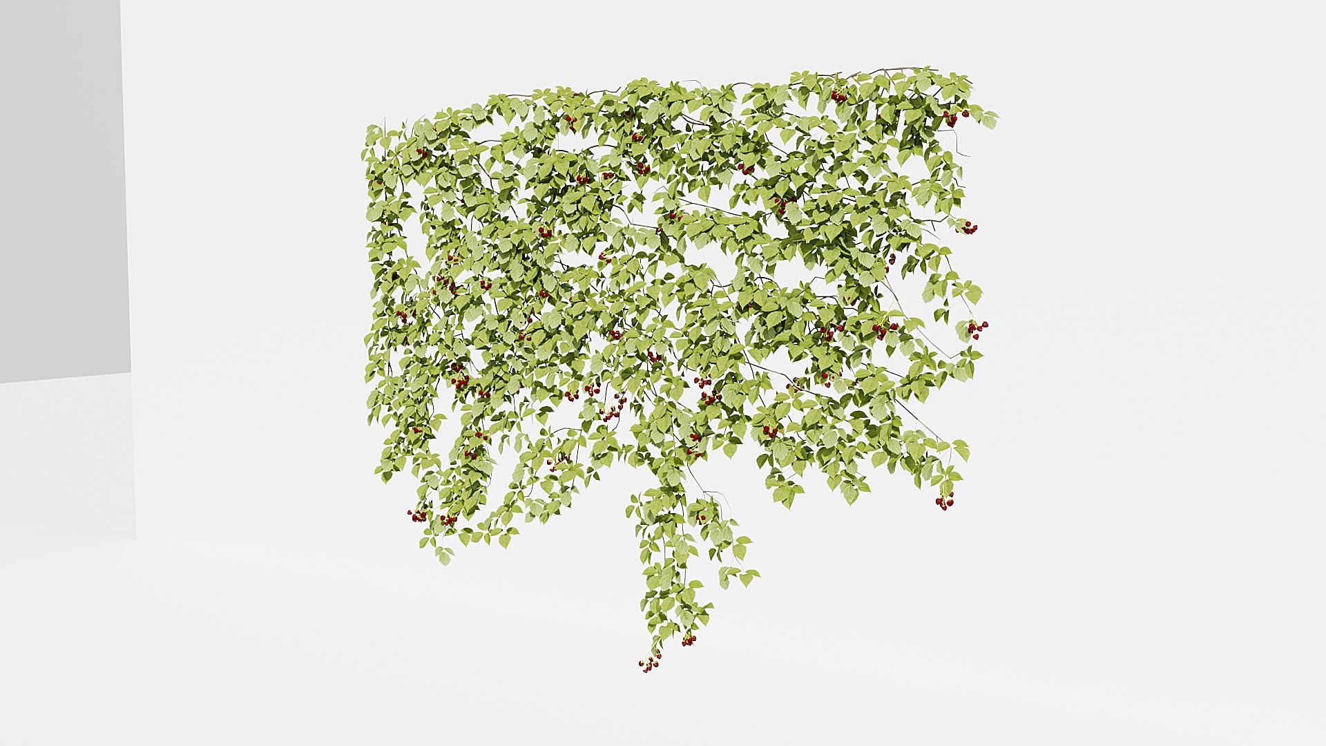 3D IVY PLANT https://p.turbosquid.com/ts-thumb/B2/h5kRSf/id/9/jpg/1786359188/1920x1080/fit_q87/f1f4e9ad8ca811f12bae1c8490569889b0fdfce9/9.jpg