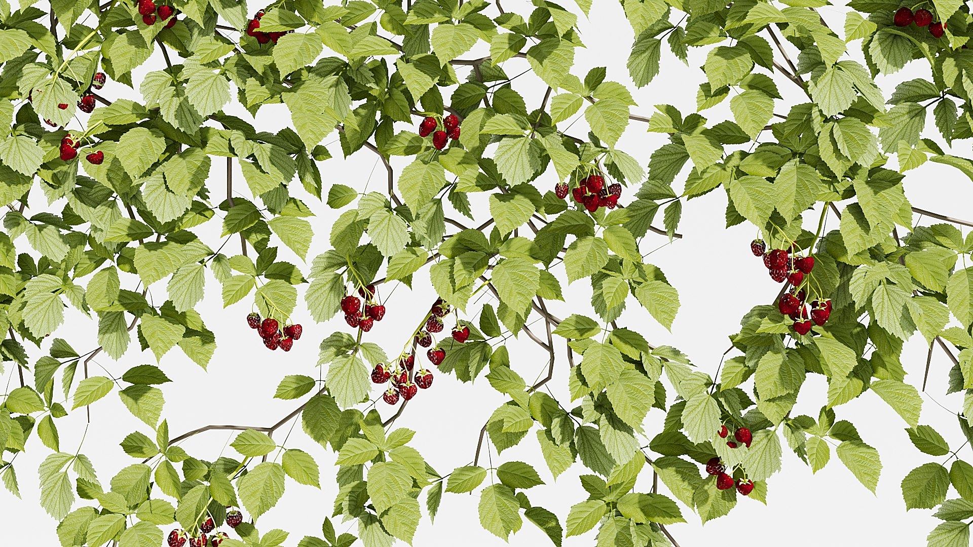 3D IVY PLANT https://p.turbosquid.com/ts-thumb/B2/h5kRSf/vp/8/jpg/1786359186/1920x1080/fit_q87/46f89298b879bb4e96ab1f491124deb356a32744/8.jpg