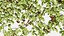 IVY PLANT