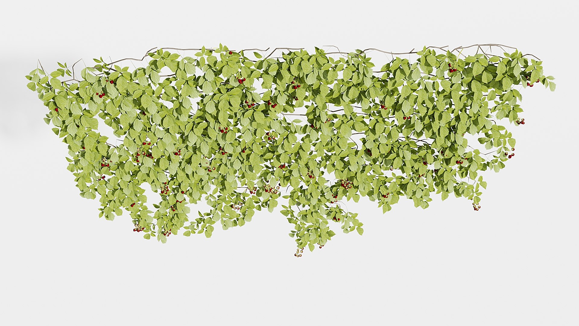 3D IVY PLANT https://p.turbosquid.com/ts-thumb/B2/h5kRSf/xZ/11/jpg/1786359182/1920x1080/fit_q87/02d2b781cd7715f00a9a34b00b3d6193cb2700f6/11.jpg