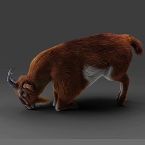 Fur Goat 04 Rigged and Animation model