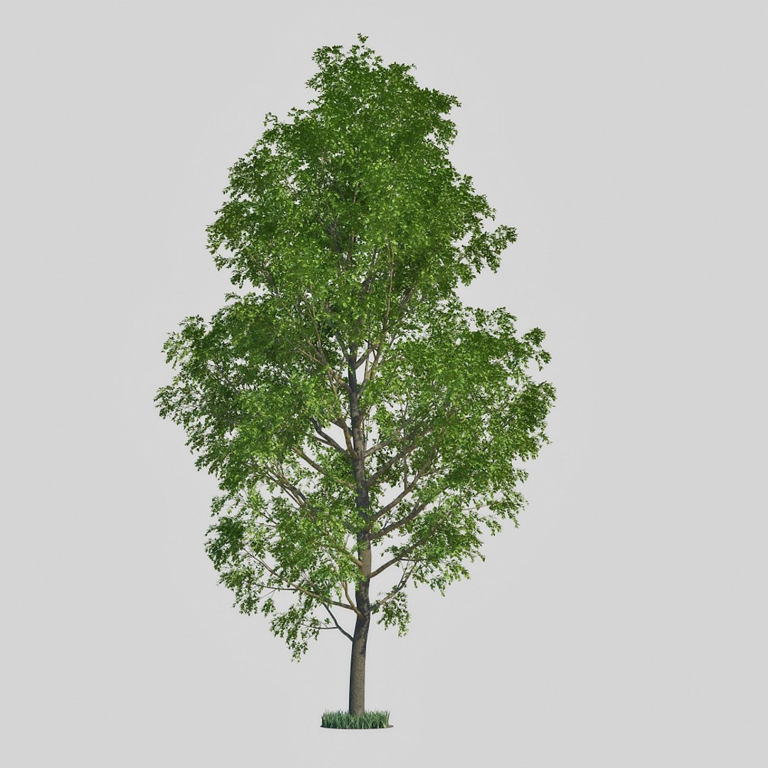 3d Model Poplar Tree